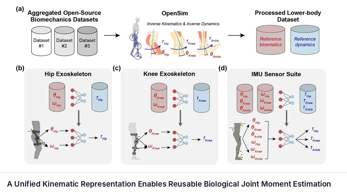 A Unified Kinematic Representation Enables Reusable Biological Joint Moment Estimation