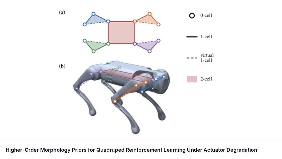 Higher-Order Morphology Priors for Quadruped Reinforcement Learning Under Actuator Degradation